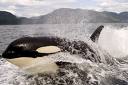 killer whale